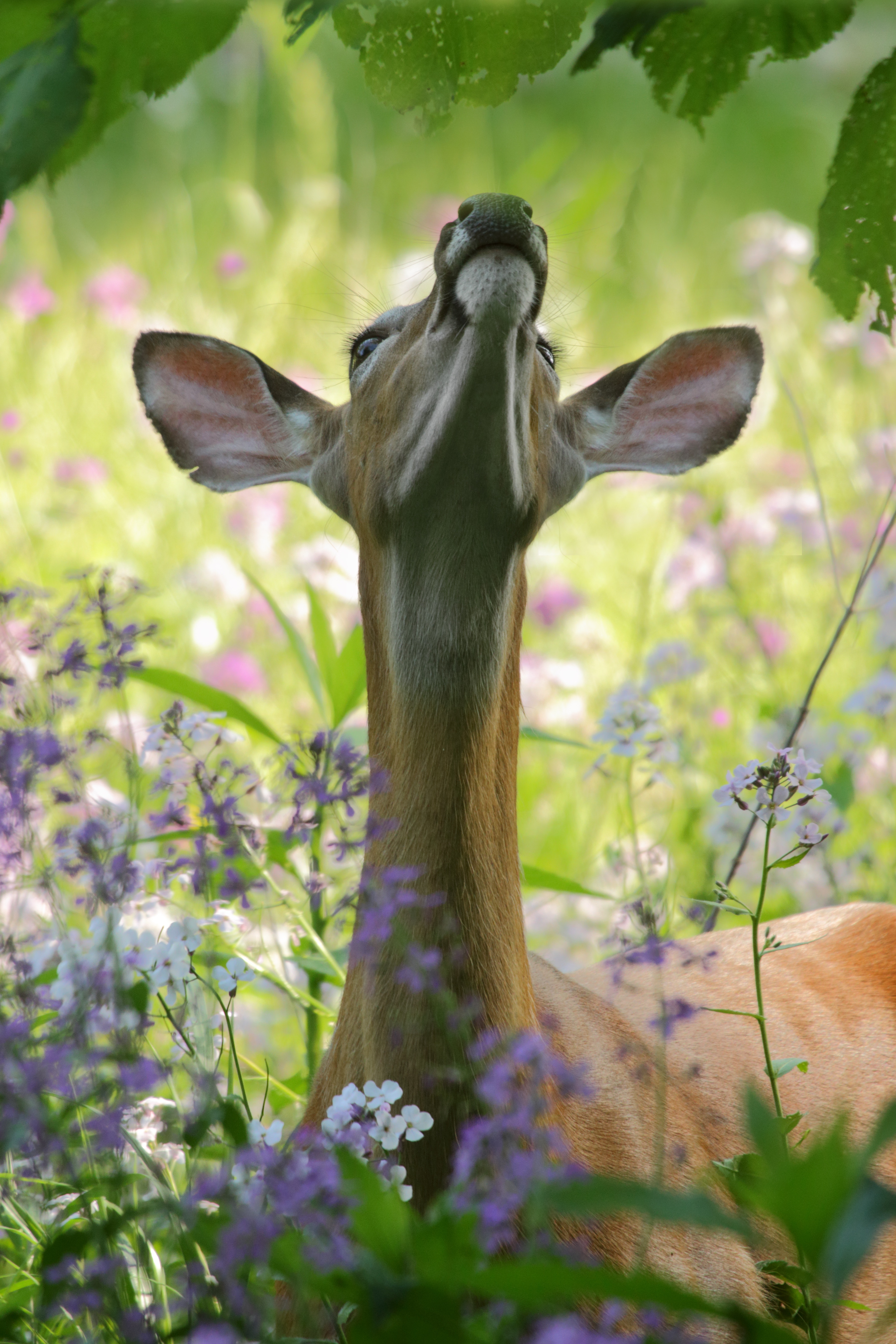 Deer Deer